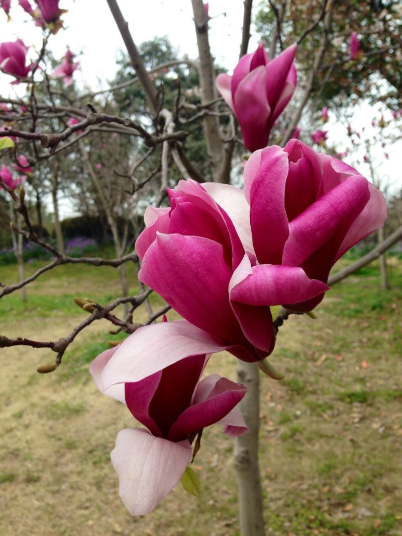 【红玉兰】（紫玉兰）树苗庭院大型植物南北方种植地栽玉兰树