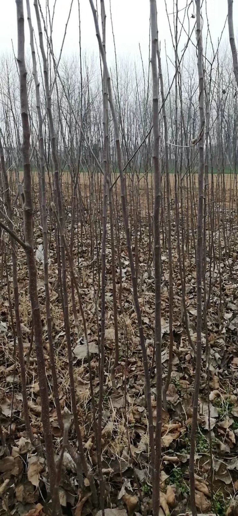 糖心苹果苗红肉苹果苗山西苹果苗供货量大
