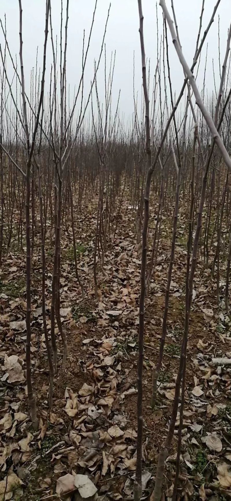 糖心苹果苗红肉苹果苗山西苹果苗供货量大
