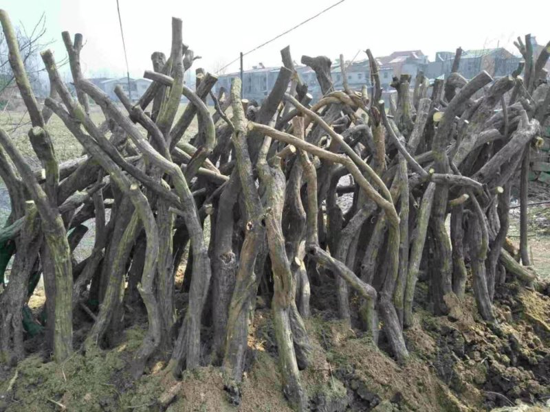 紫藤下山桩适应能力非常强