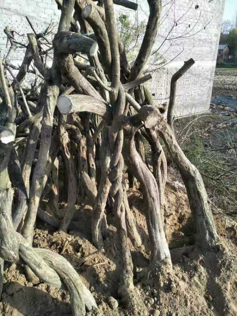 紫藤下山桩适应能力非常强