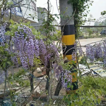 紫藤下山桩适应能力非常强