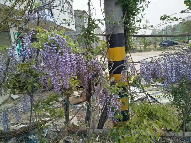 紫藤下山桩适应能力非常强