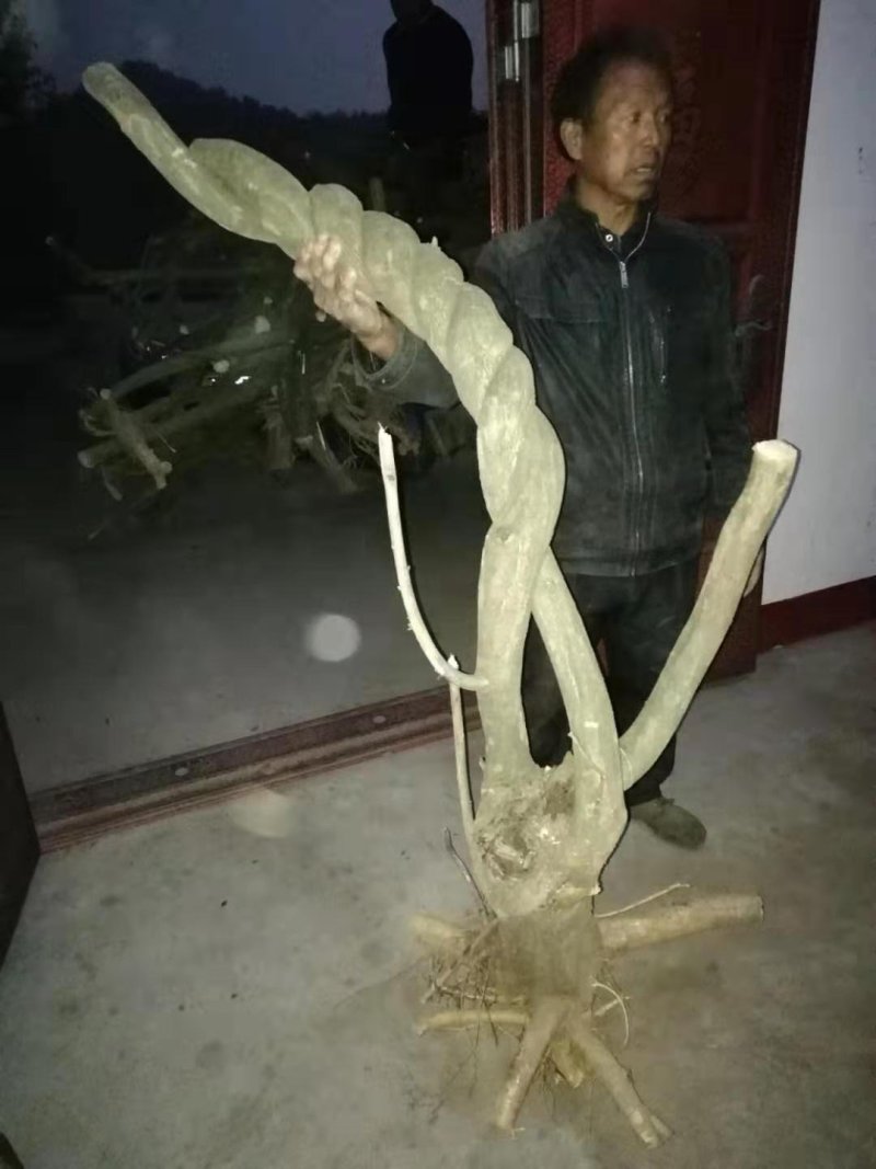 紫藤下山桩适应能力非常强