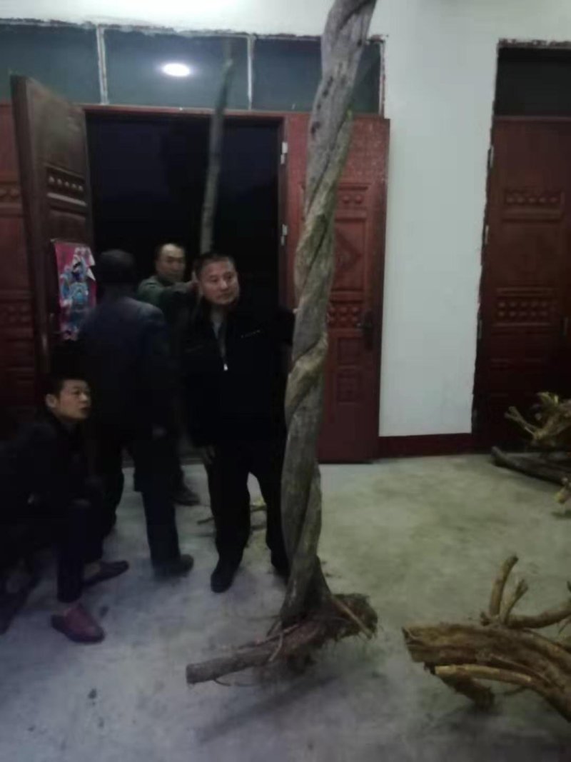紫藤下山桩适应能力非常强