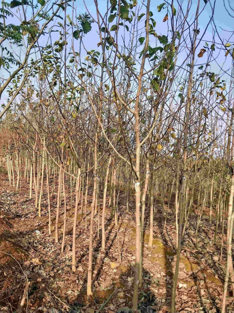庭院地栽玉兰树苗黄玉兰白玉兰紫玉兰当年开花室外耐寒植物