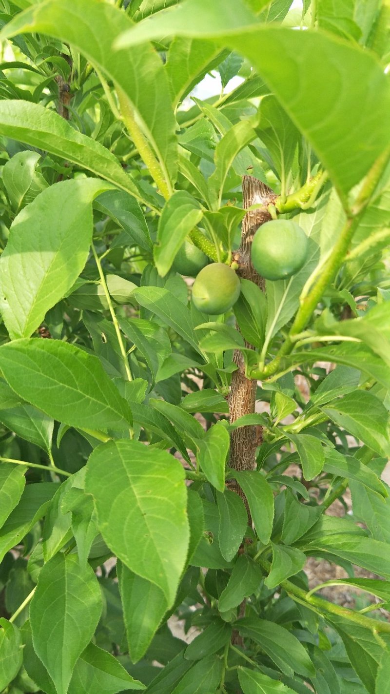 大红袍李子苗，品种李子苗