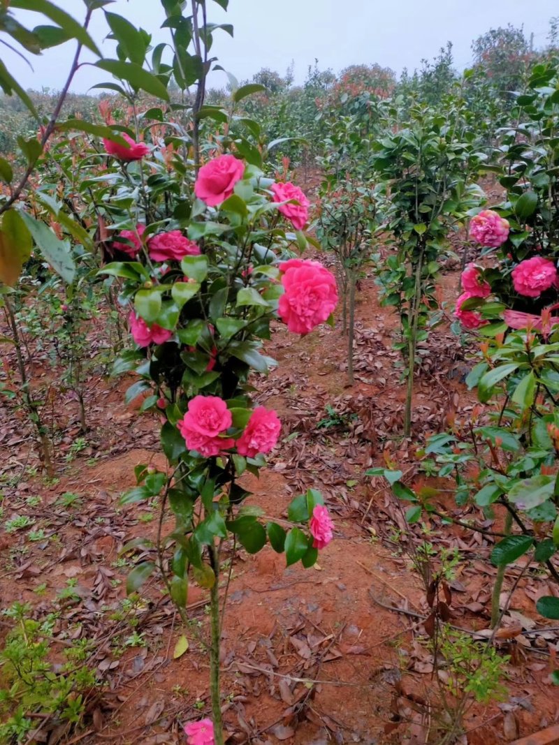七星茶花园林绿化工程用苗常绿植物