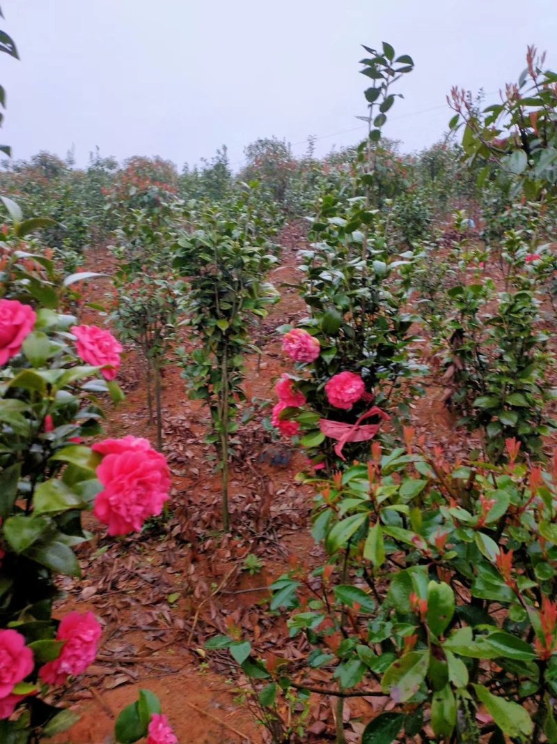 七星茶花园林绿化工程用苗常绿植物