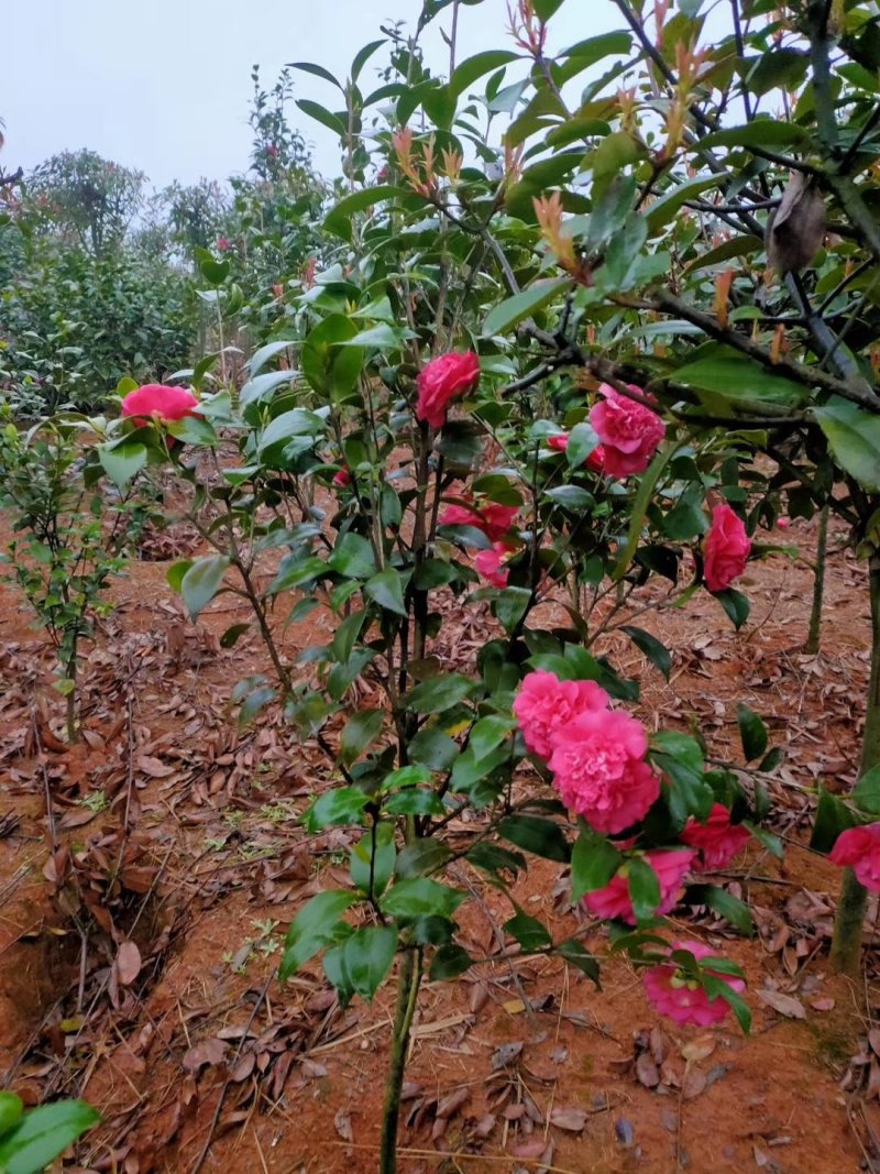 七星茶花园林绿化工程用苗常绿植物
