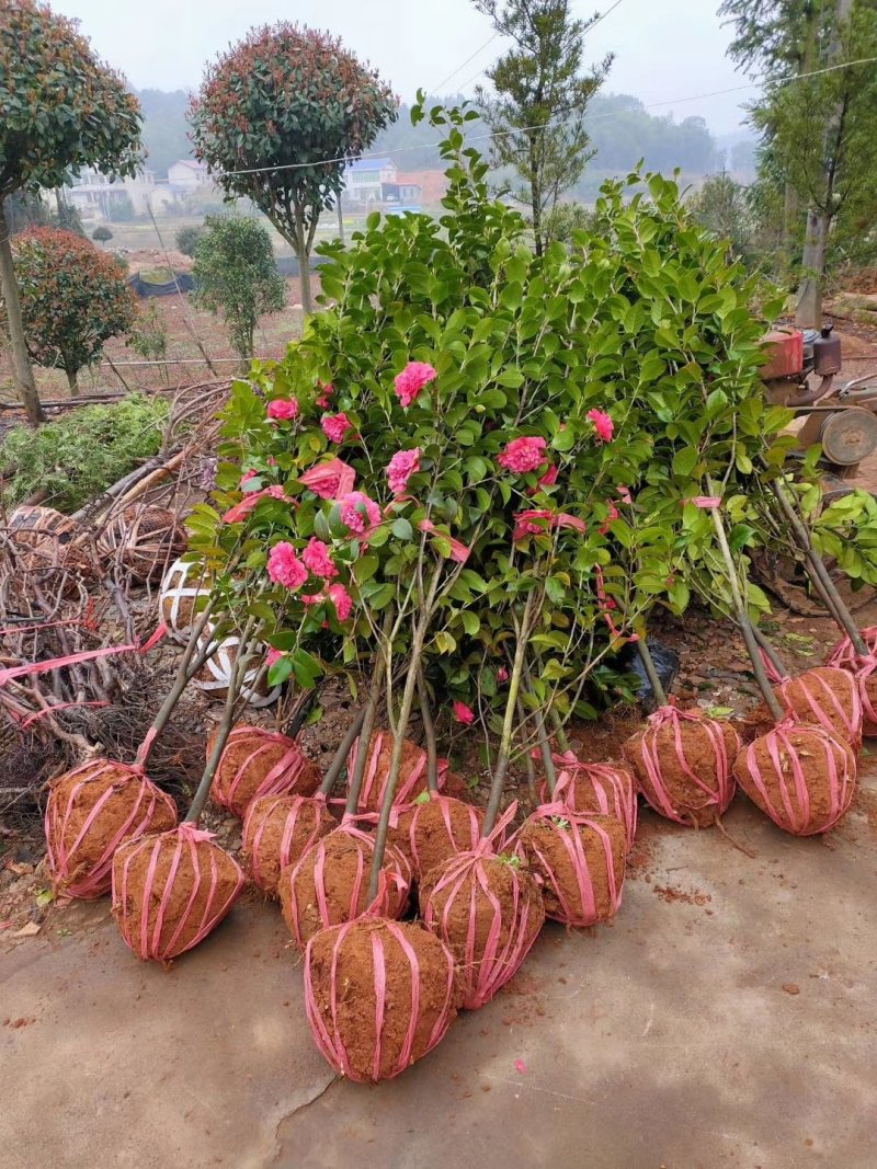 七星茶花园林绿化工程用苗常绿植物