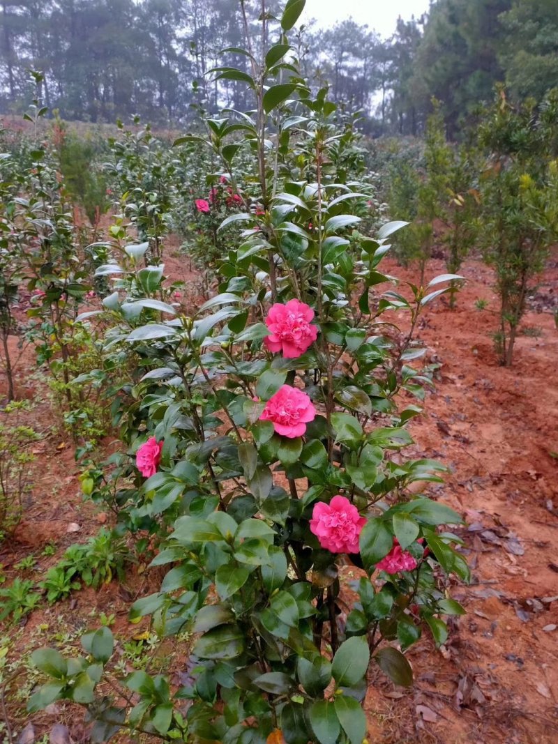 七星茶花园林绿化工程用苗常绿植物