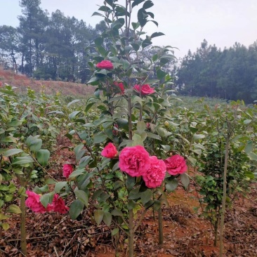 七星茶花园林绿化工程用苗常绿植物