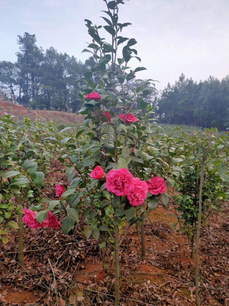 七星茶花园林绿化工程用苗常绿植物