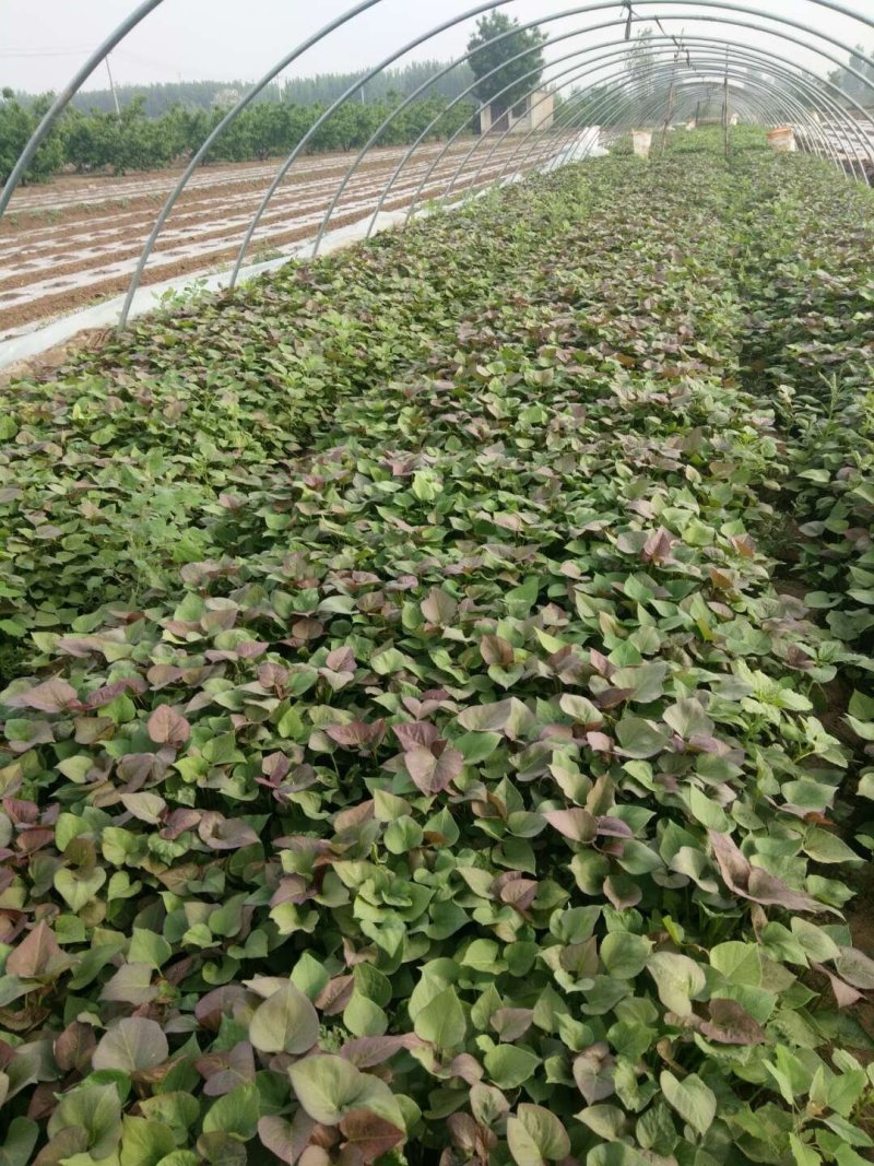 龙薯九脱毒高产原种苗红薯苗，龙薯9号地瓜苗，蜜薯
