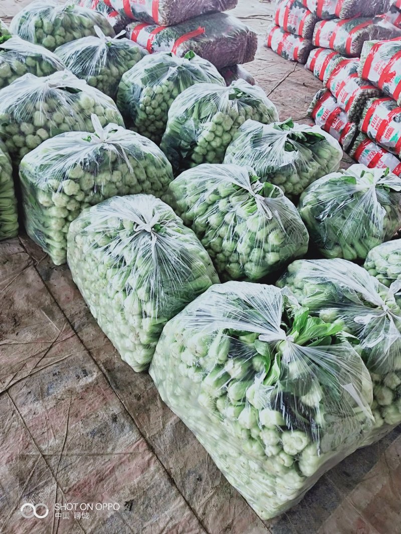 上海青产地直供质量有保证原产地代办自有场地货源充足