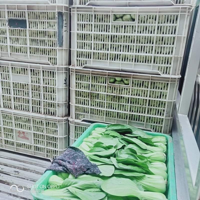 上海青产地直供质量有保证原产地代办自有场地货源充足