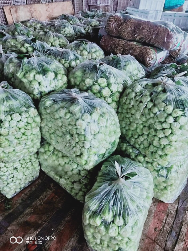 上海青产地直供质量有保证原产地代办自有场地货源充足