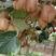 红心猕猴桃苗品质保证签约发苗，南北种植死苗补发包邮