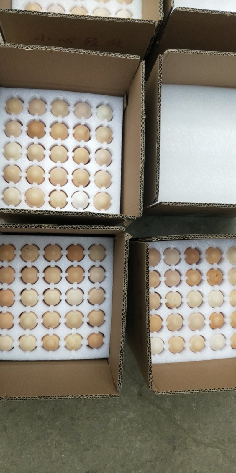 麻鸡黄羽种鸡蛋，清远麻鸡种蛋蛋托发货，破损补损