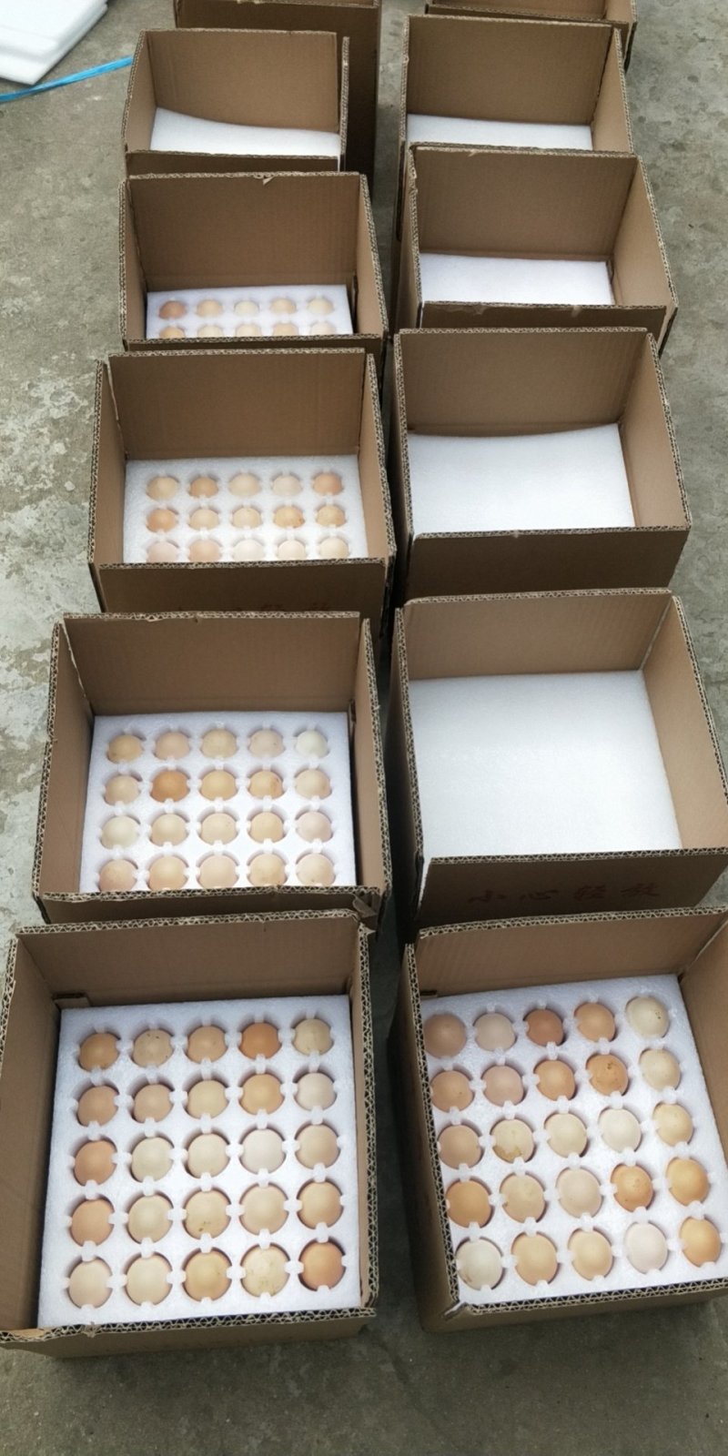 麻鸡黄羽种鸡蛋，清远麻鸡种蛋蛋托发货，破损补损