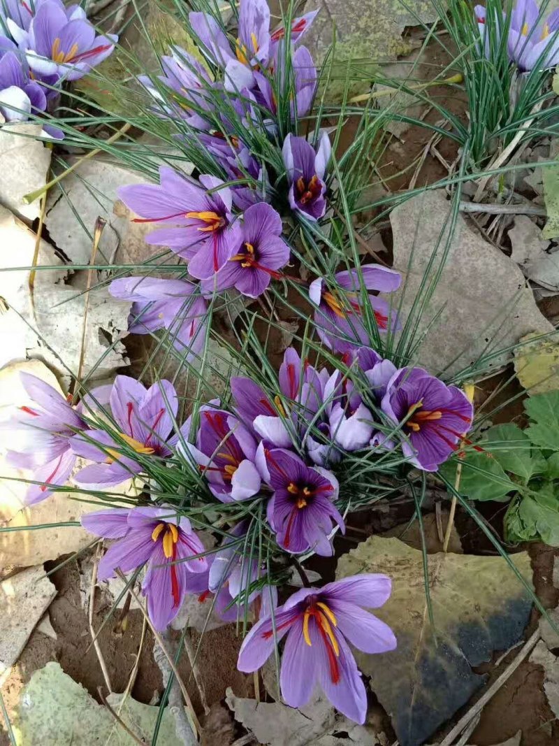 藏红花种子