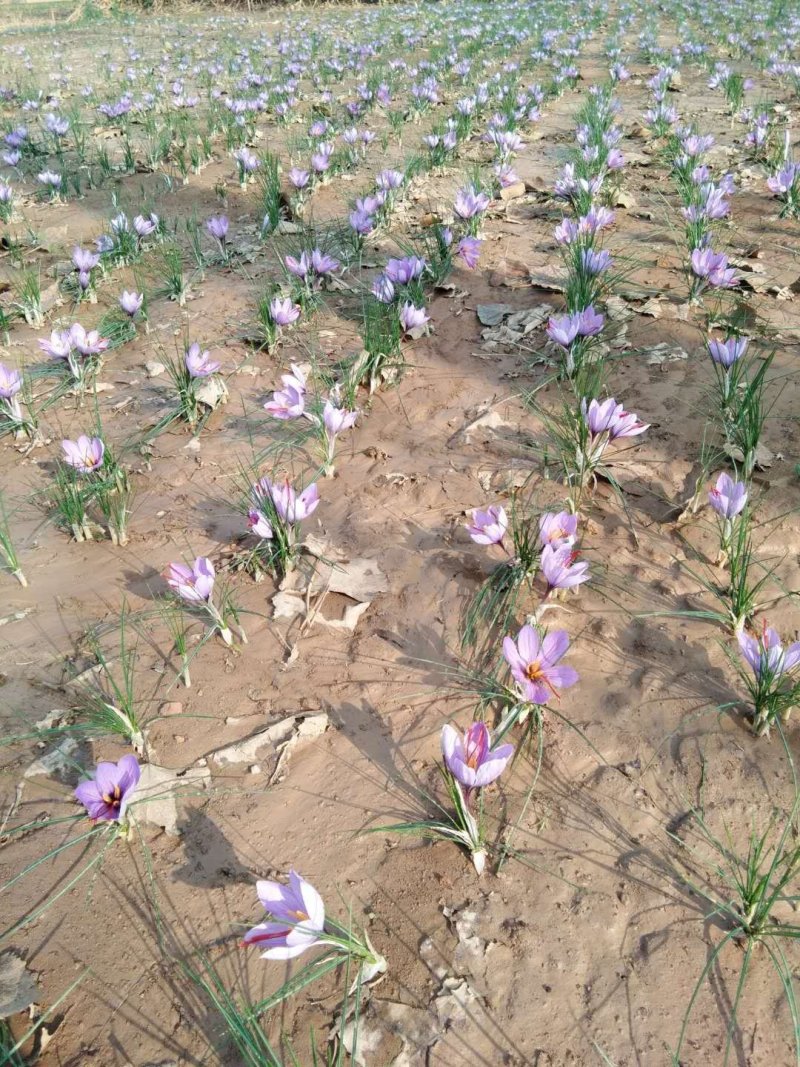 藏红花种子