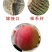紫肉血桃潘桃黑桃树苗包成活早熟抗虫