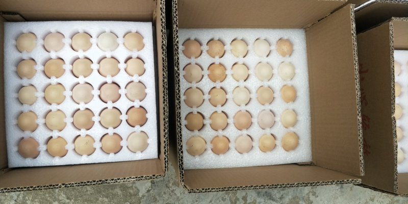 麻鸡，红瑶，三黄种蛋，出壳率90%蛋托发货