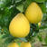 基地直供，出售各品种柚子树苗