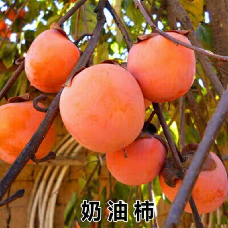 日本甜柿无核脆甜柿子包结果包成活牛心柿磨盘