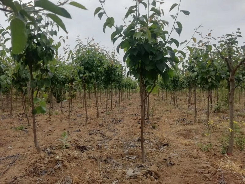 绿宝石梨树秋月梨苗品种丰富规格齐全基地直销一手苗圃