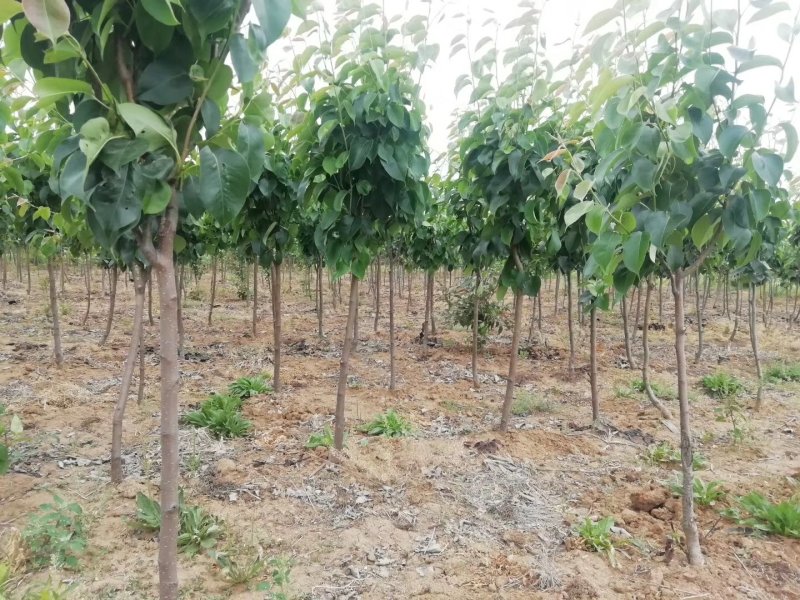 绿宝石梨树秋月梨苗品种丰富规格齐全基地直销一手苗圃