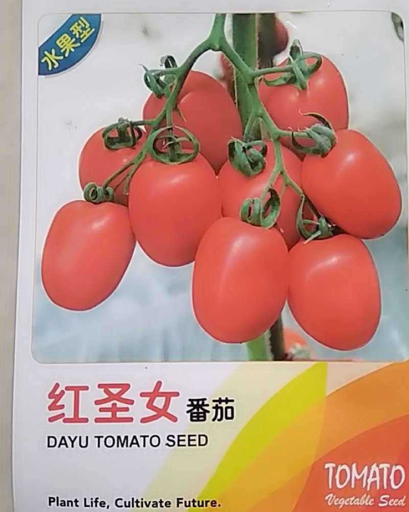 西红柿苗圣女果苗粗壮苗好