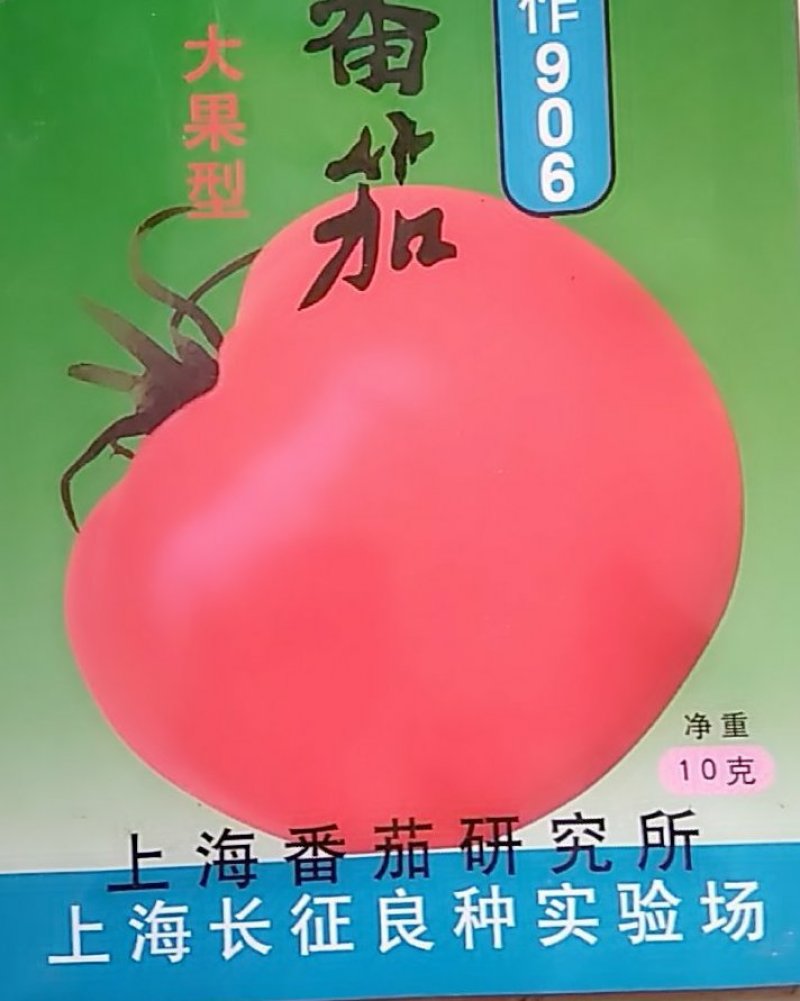 西红柿苗圣女果苗粗壮苗好