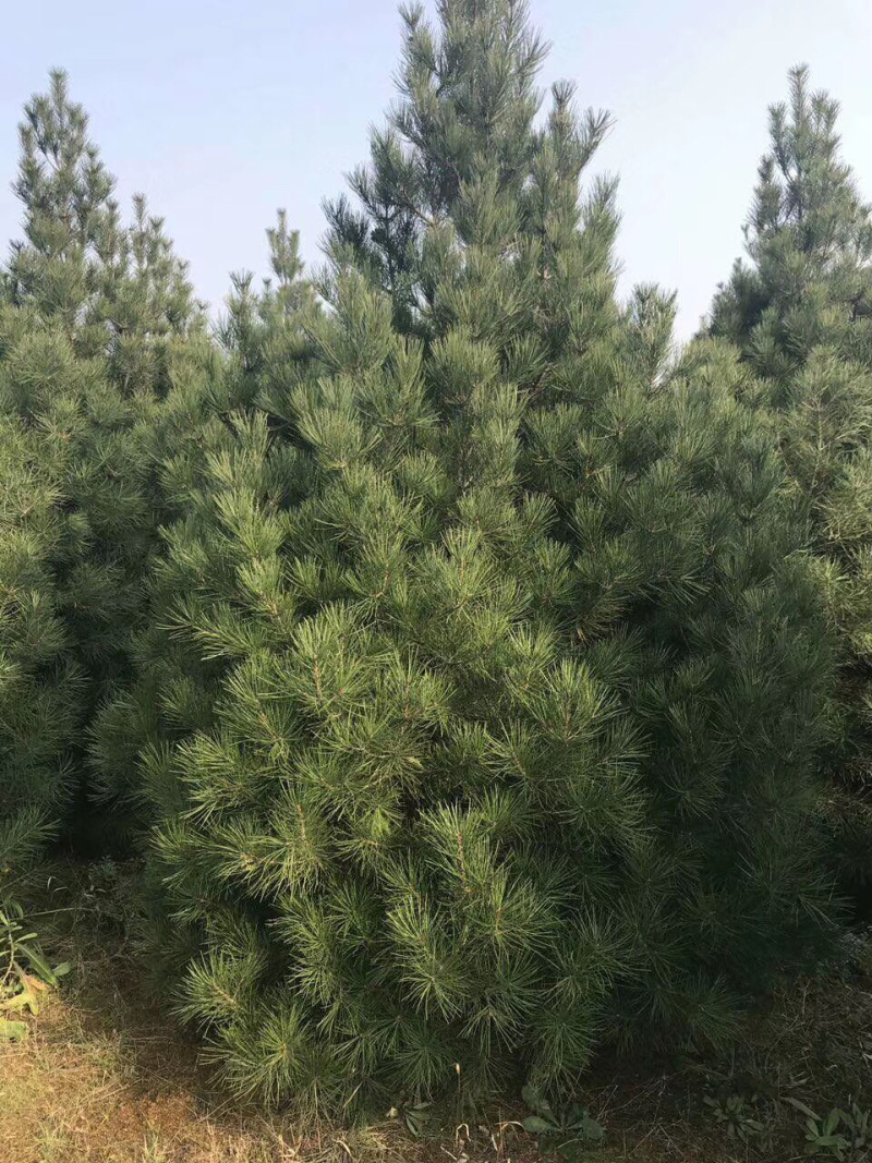 白皮松1米2米3米4米大田定植白皮松