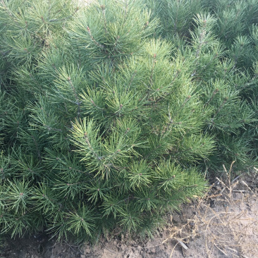 白皮松1米2米3米4米大田定植白皮松