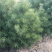 白皮松1米2米3米4米大田定植白皮松