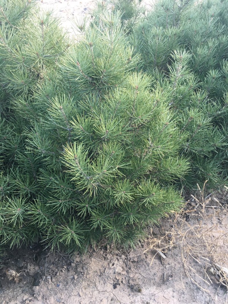 白皮松1米2米3米4米大田定植白皮松