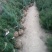 白皮松1米2米3米4米大田定植白皮松
