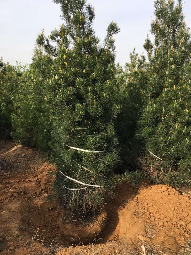 白皮松1米2米3米4米大田定植白皮松