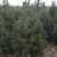 白皮松1米2米3米4米大田定植白皮松