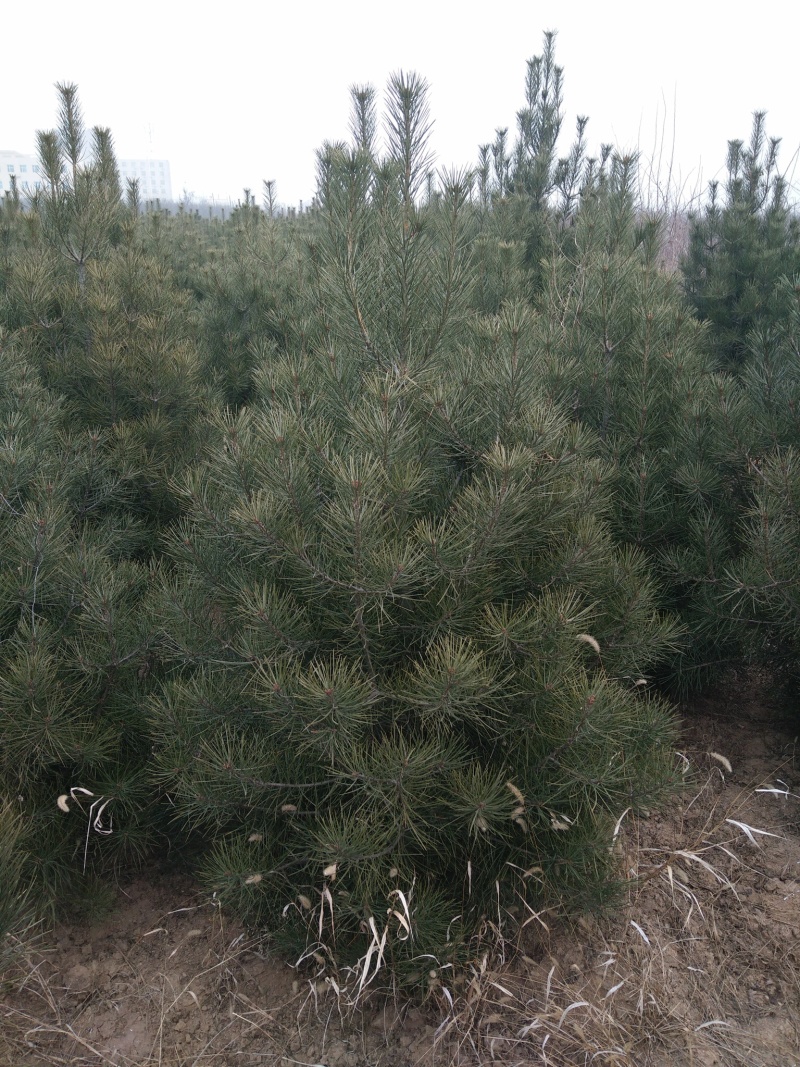 白皮松1米2米3米4米大田定植白皮松