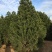 白皮松1米2米3米4米大田定植白皮松