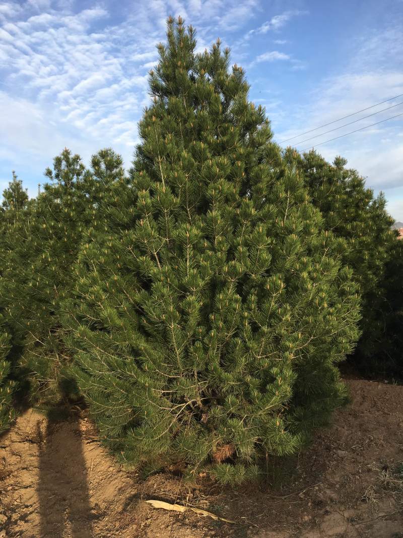 白皮松1米2米3米4米大田定植白皮松