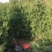 白皮松1米2米3米4米大田定植白皮松