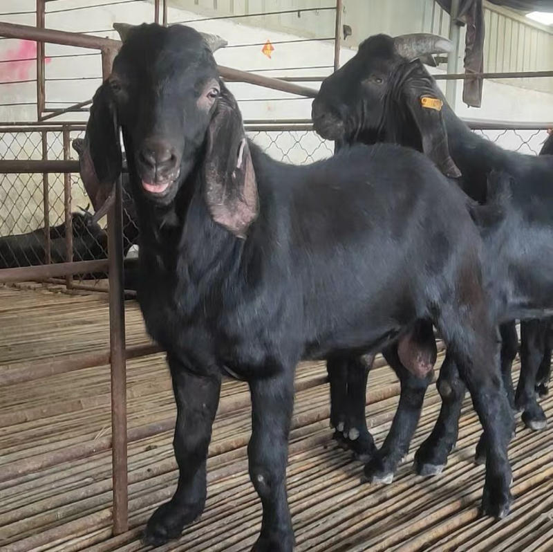 努比亚黑山羊短毛黑山羊大耳羊全国发货一只也包邮黑山羊