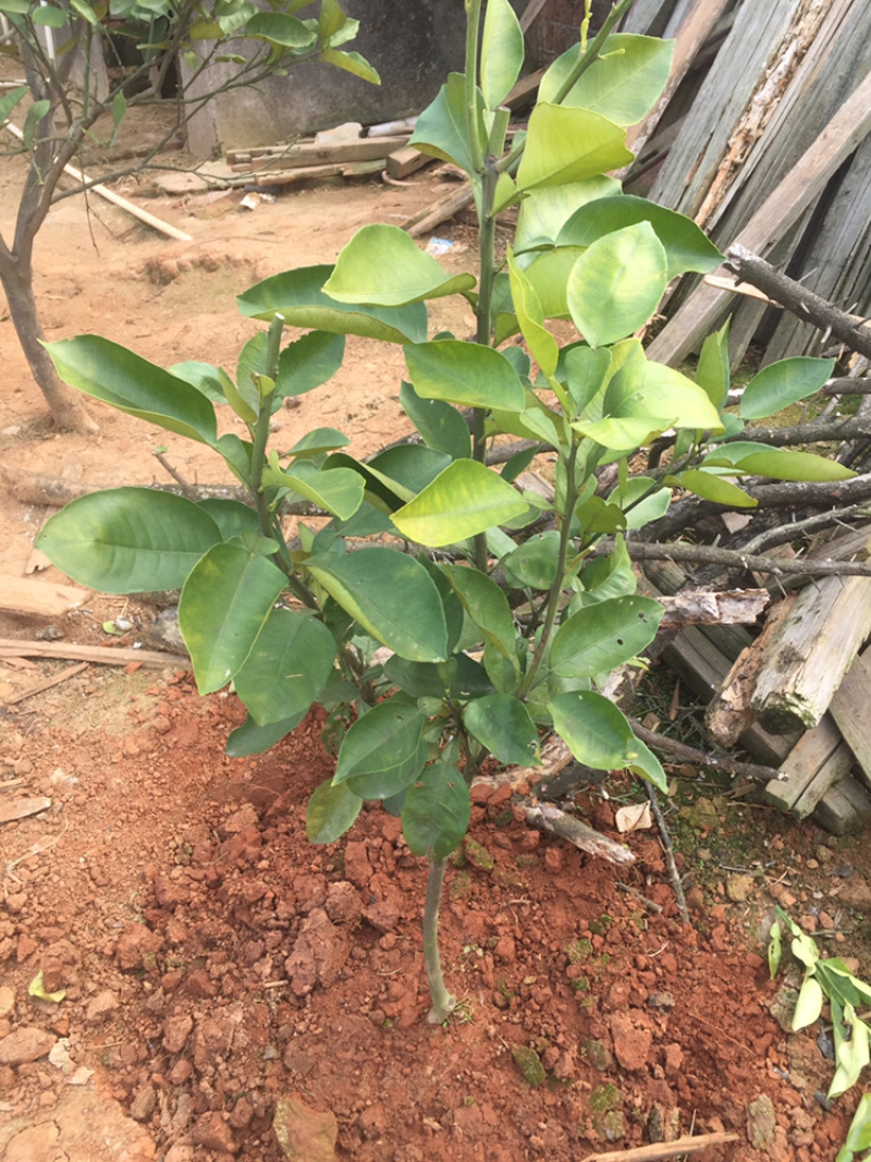 金兰蜜柚（铁砣柚）苗出售，大小规格都有，需要联系