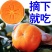 优质柿子树苗不暖甜柿摘下就吃南方北方种植苗
