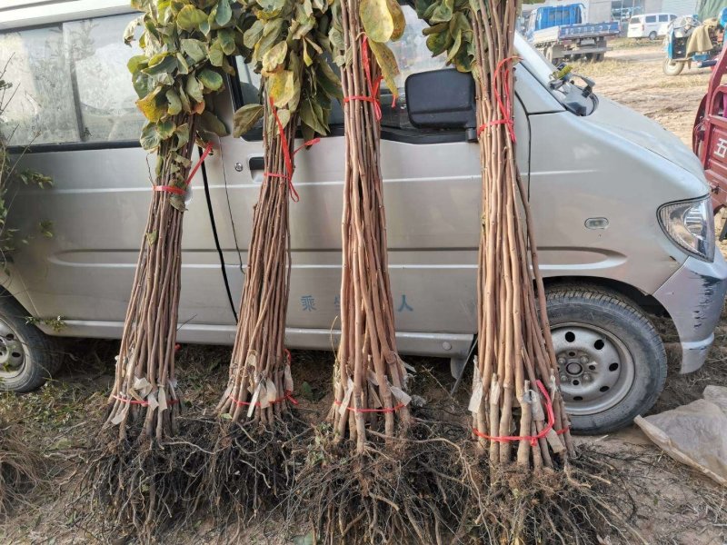 优质柿子树苗不暖甜柿摘下就吃南方北方种植苗